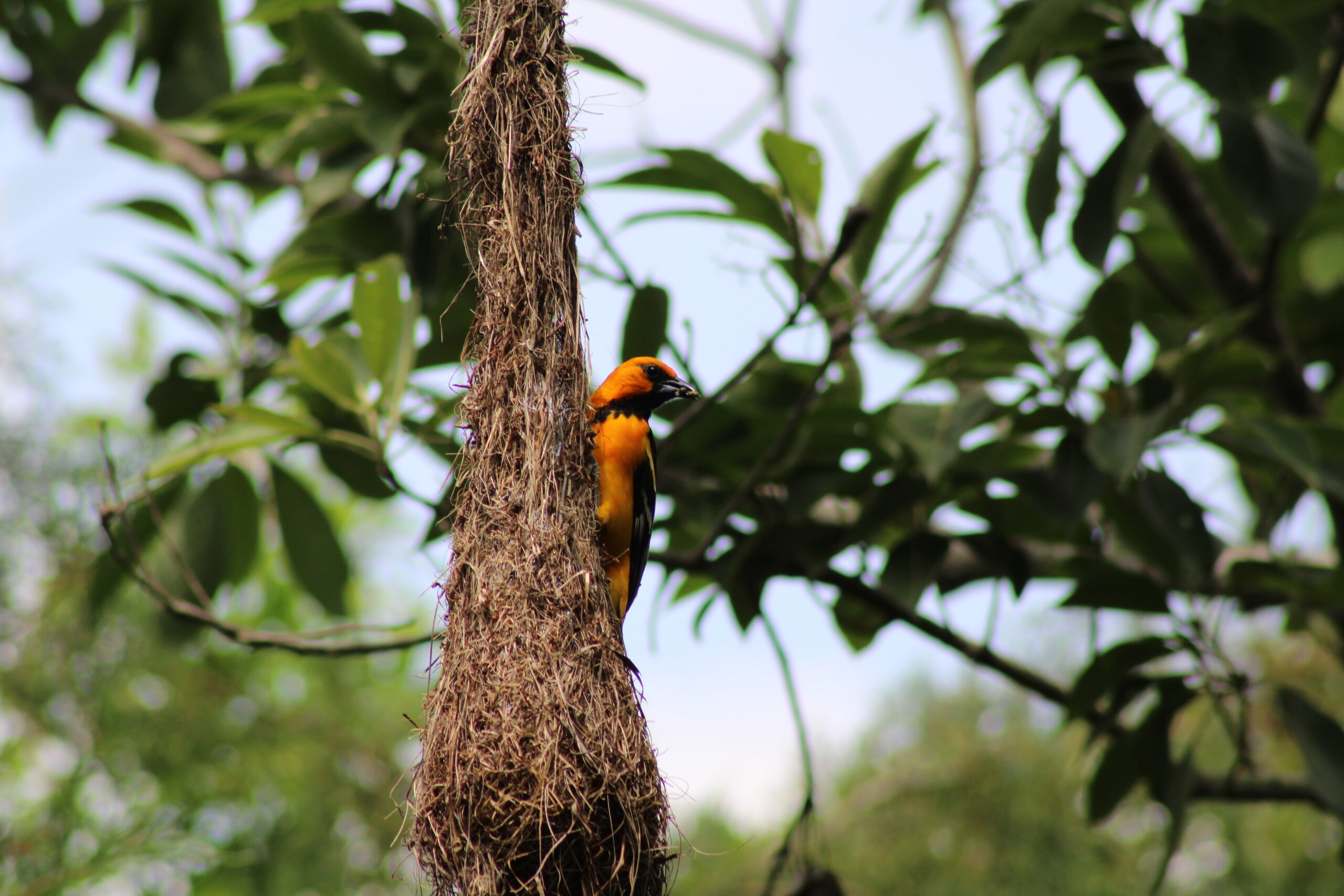 The photo depicts a bird we call Chiltota in Salvadoran Spanish, Chiltutut in Nawat, and Streak-Backed Oriole in English. Native to Central America and Mexico and occasionally visits the United States. I photographed it at Ecoparque El Espino on June 3rd, of 2024 in Santa Tecla, my hometown. I selected it because its sighting sparks intergenerational dialogues and represents the convergence of linguistic, cultural, and ecological survival-belonging in a region characterized by migration.