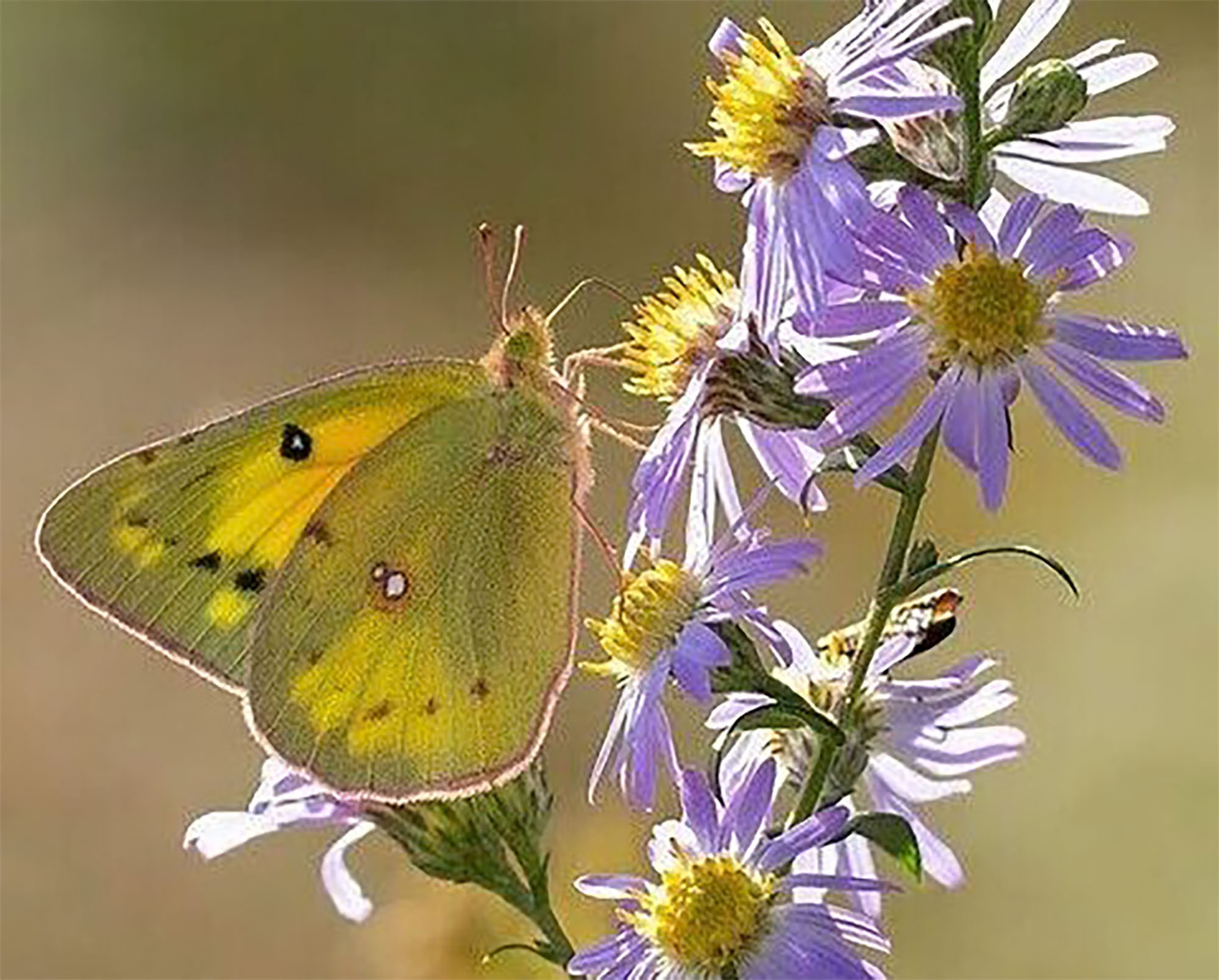 BUTTERFLY high res copy